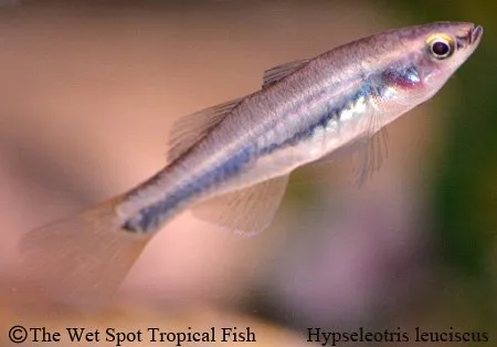 Blue neon carnival gudgeon (Hypseleotris leuciscus)