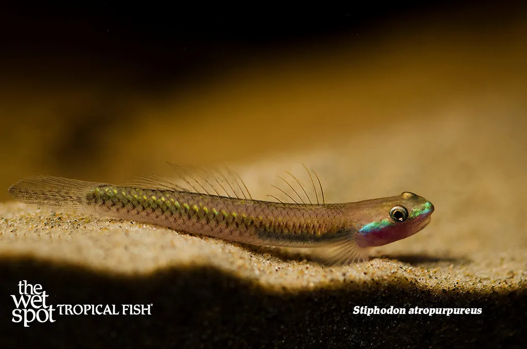 Blue neon dwarf goby (Stiphodon atropurpureus)