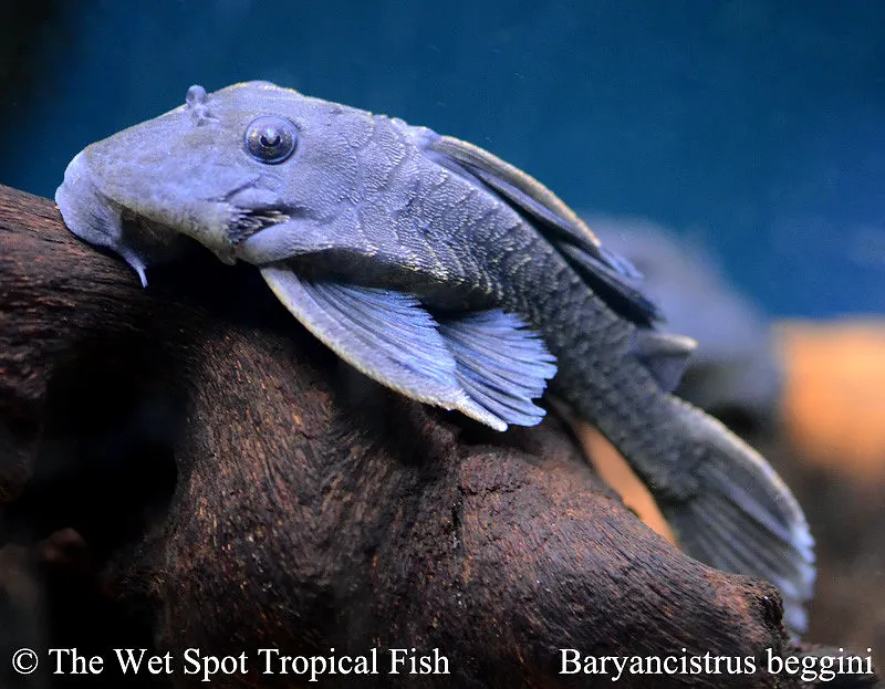 Blue Panaque (L239) (Baryancistrus beggini)