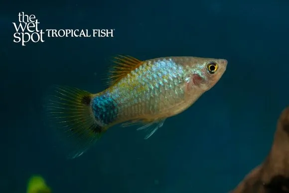 Blue platy (Xiphophorus maculatus)