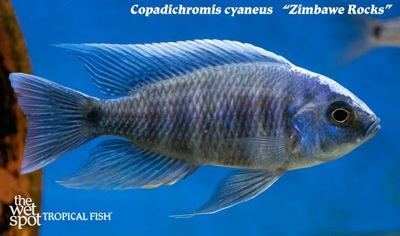 Blue utaka (Copadichromis cyaneus)