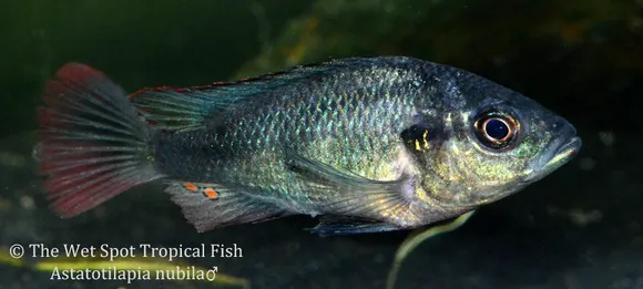 Blue Victoria mouthbrooder (Astatotilapia nubila)