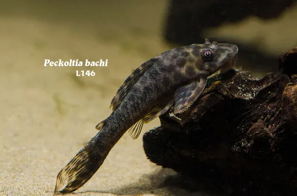 Bola pleco (Peckoltia bachi)