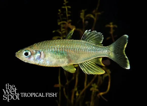 Bonti sailfin silverside (Telmatherina bonti)