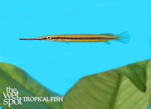 Borneo gold spot halfbeak (Hemirhamphodon tengah)