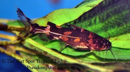 Borneo hornet catfish (Pseudomystus funebris)