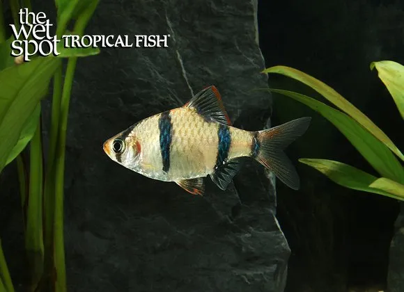 Borneo tiger barb (Puntigrus anchisporus)