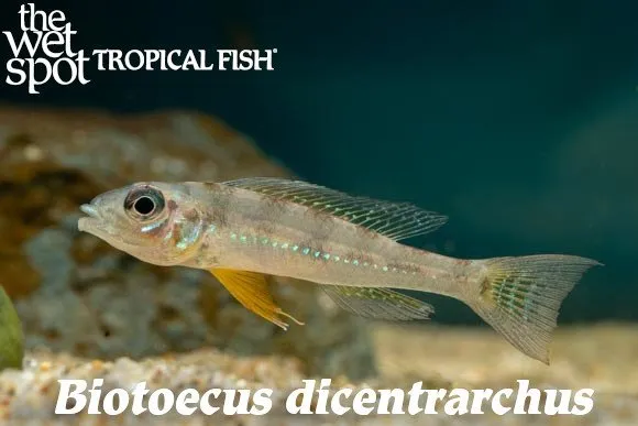 Branco dwarf cichlid (Biotoecus dicentrarchus)