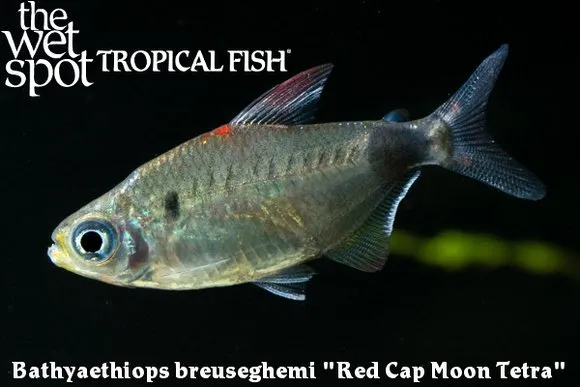 Breuseghem's moon tetra (Bathyaethiops breuseghemi)