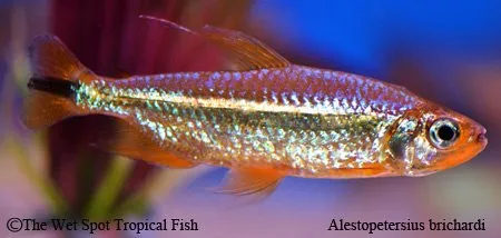 Brichard's Congo tetra (Alestopetersius brichardi)