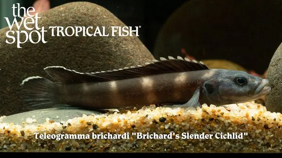 Brichard's teleogramma (Teleogramma brichardi)
