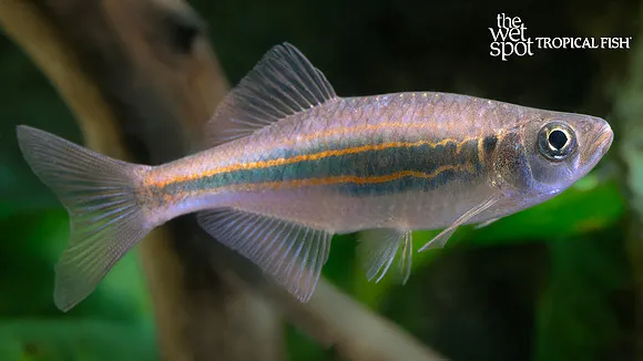 Brittan's rasbora (Kottelatia brittani)