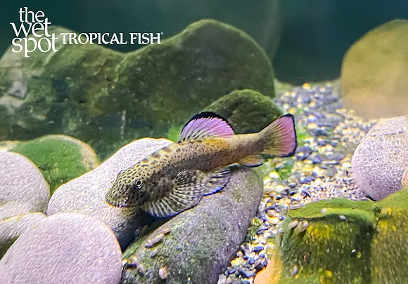 Broadhead hillstream loach (Pseudogastromyzon laticeps)