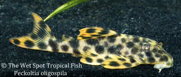 Brown dot peckoltia (Peckoltia oligospila)