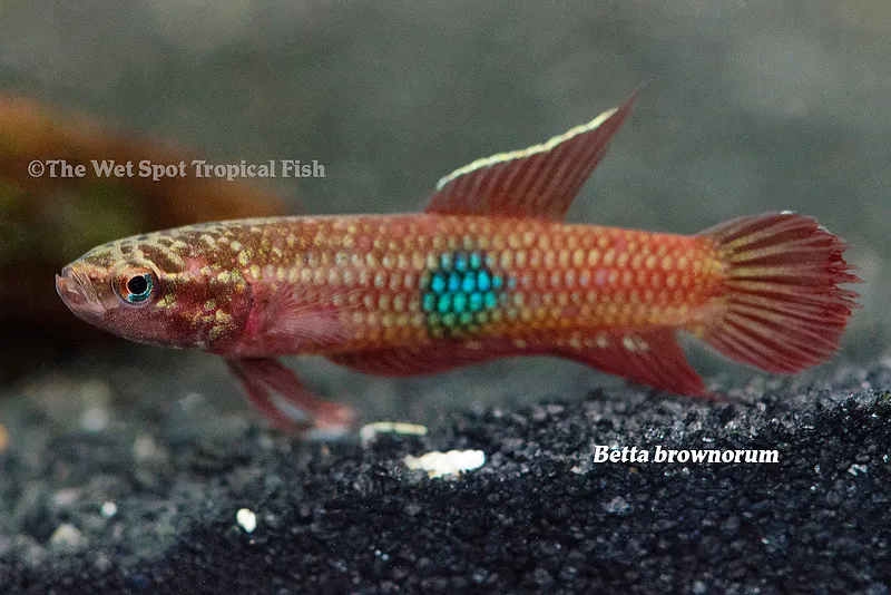 Brown's betta (Betta brownorum)
