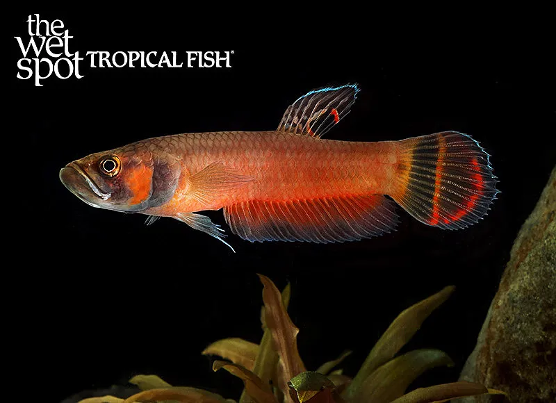 Brunei beauty betta (Betta macrostoma)
