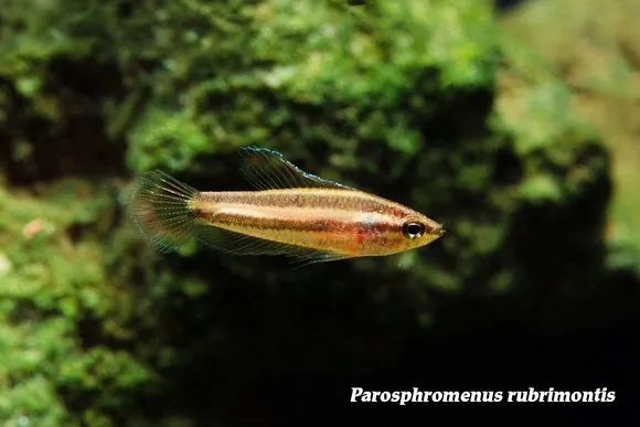 Bukit Merah licorice gourami (Parosphromenus rubrimontis)