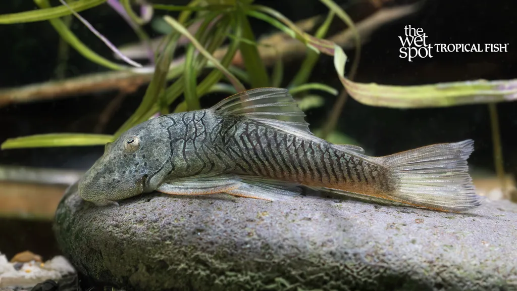 Bulldog pleco (Chaetostoma formosae)