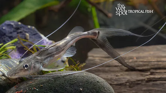 Bullwhip pimelodus (Platysilurus mucosus)