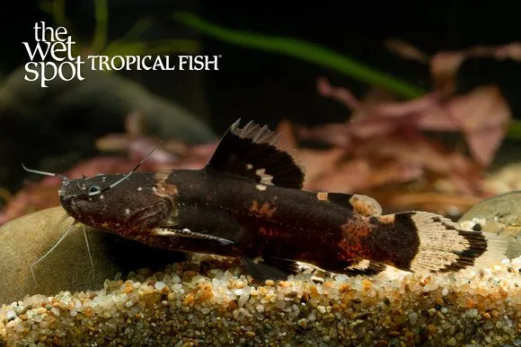 Bumblebee jelly catfish (Batrochoglanis raninus)