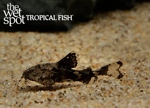Butterfly hara catfish (Hara hara)