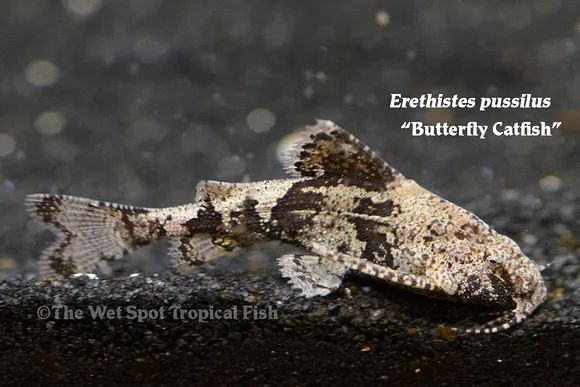 Butterfly moth catfish (Erethistes pusillus)