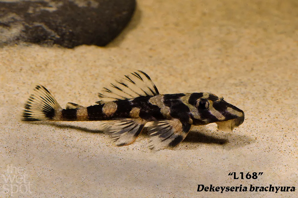 Butterfly Pleco (L168) (Dekeyseria brachyura)