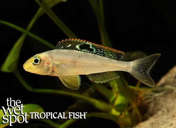 Butterfly xenotilapia (Xenotilapia papilio)