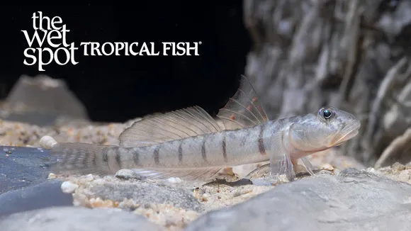 Candy stripe goby (Awaous flavus)