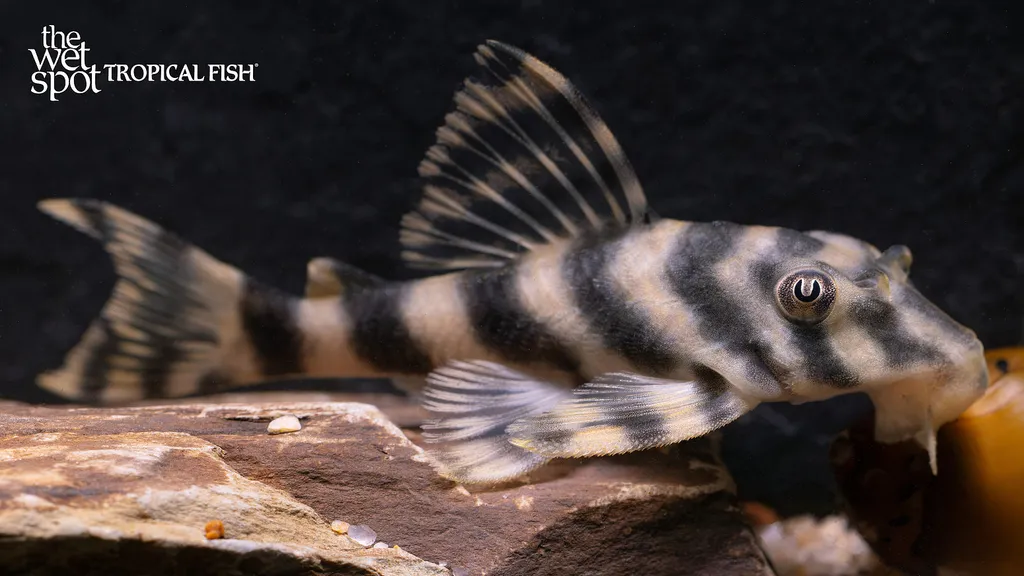 Candy Striped Pleco (L015) (Peckoltia vittata)