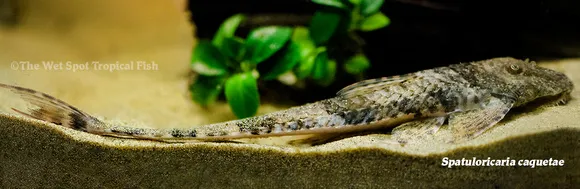 Caquetá whiptail (Spatuloricaria caquetae)