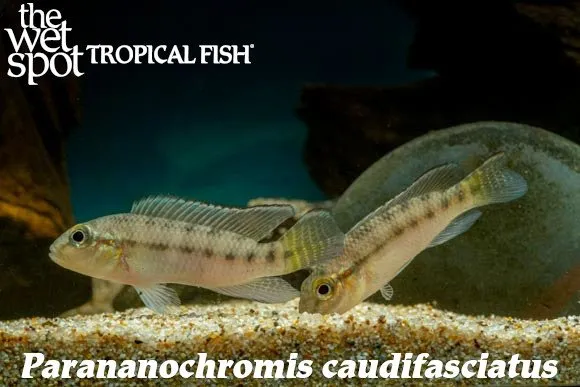 Caudifasciatus parananochromis (Parananochromis caudifasciatus)
