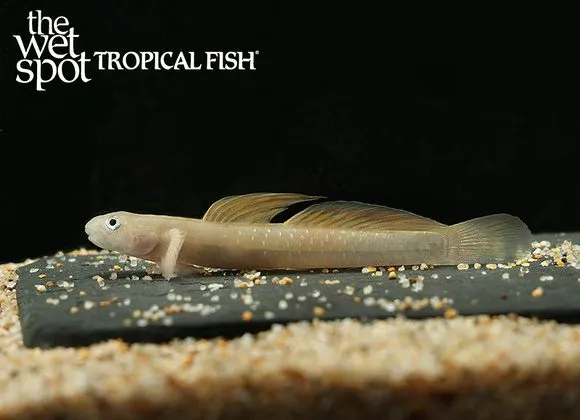 Cebu orange tail goby (Sicyopus cebuensis)