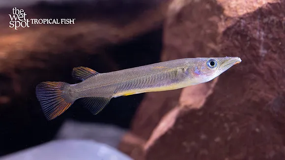 Rex halfbeak (Nomorhamphus rex)