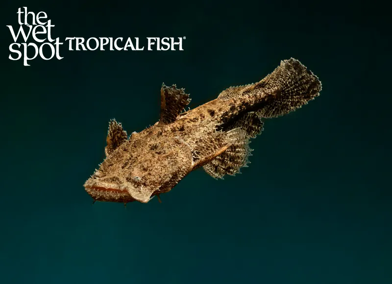 Squarehead catfish (Chaca chaca)