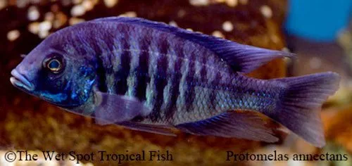 Chameleon hap (Protomelas annectens)