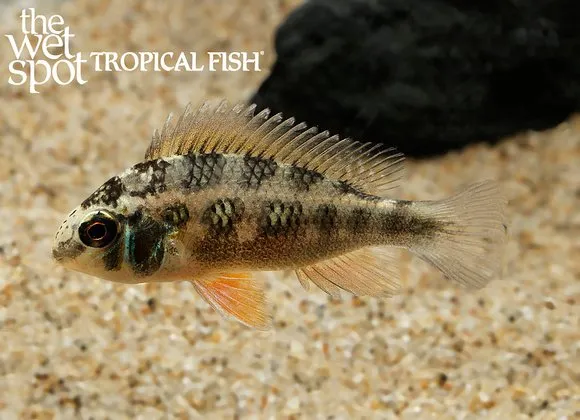 Checkerboard crenicara (Crenicara punctulata)
