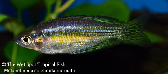 Checkered rainbowfish (Melanotaenia splendida inornata)