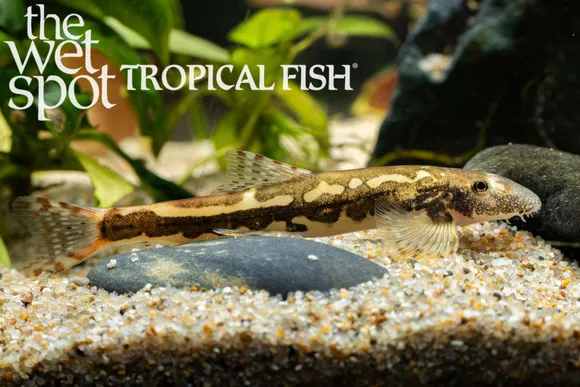 Chen's lizard loach (Formosania chenyiyui)