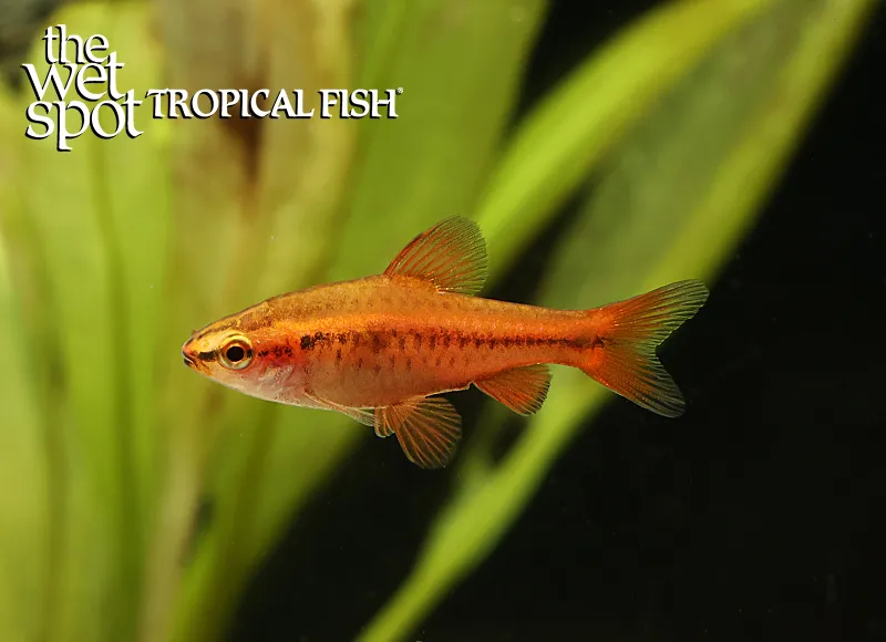 Cherry barb (Rohanella titteya)
