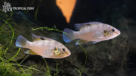 Cherry-belly jewel cichlid (Rubricatochromis cerasogaster)