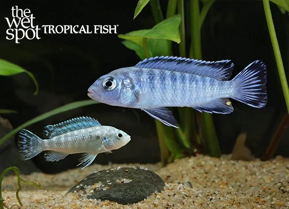 Powder blue cichlid (Chindongo socolofi)