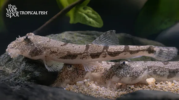 Chinese butterfly loach (Pseudogastromyzon cheni)
