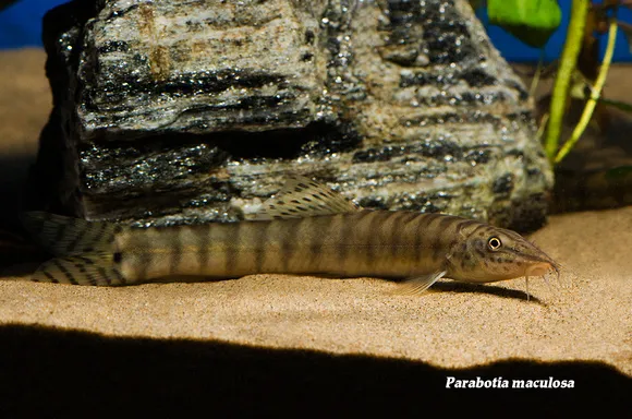 Chinese emperor loach (Parabotia maculosus)