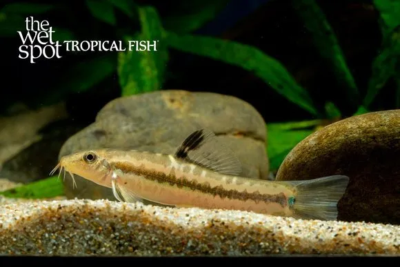Chinese flower loach (Traccatichthys pulcher)