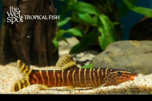 Chinese golden zebra loach (Sinibotia pulchra)