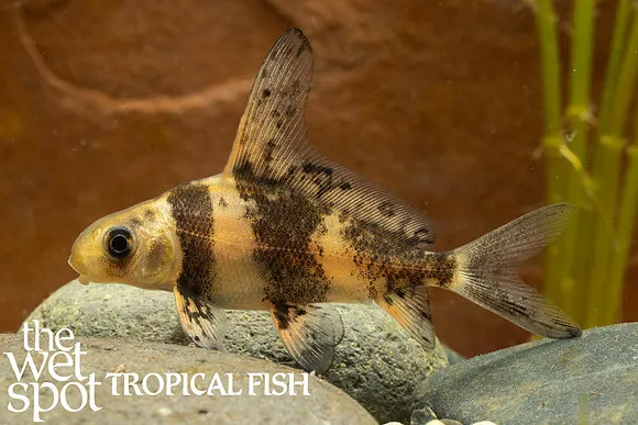 Chinese high-fin banded shark (Myxocyprinus asiaticus)
