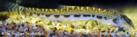 Chinese spiny loach (Cobitis sinensis)