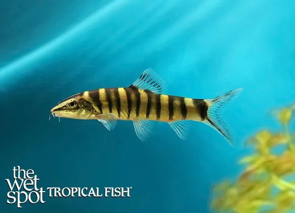 Chinese tiger loach (Sinibotia robusta)
