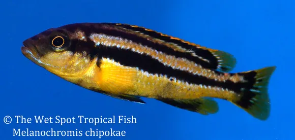 Chipokee cichlid (Melanochromis chipokae)
